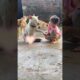 cute puppies 6251