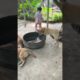 cute puppies 719