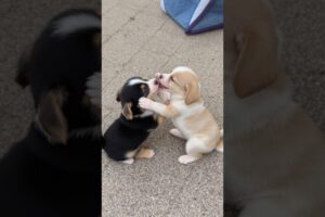 cute puppies adorable video #cute #funny #pets #puppy #cutedog #dog