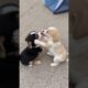 cute puppies adorable video #cute #funny #pets #puppy #cutedog #dog