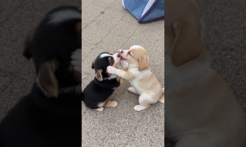 cute puppies adorable video #cute #funny #pets #puppy #cutedog #dog