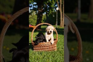 cute puppies adorable video #puppy #cute #cutedog #dog #shorts