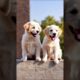 cute puppies baking sitting on a wall #dog #puppy #barking #cutedog #dogs #trending #pets #shorts