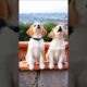 cute puppies barking adorable video #dog #puppy #barking #cutedog #dogs #trending #pets #pup #shorts
