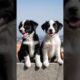 cute puppies barking on a wall adorable video #puppy #dog #barking #dogs #trending #pets #shorts