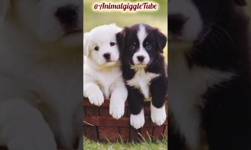 cute puppies #cuteanimal #puppydog #puppies #youtubeshorts #shorts