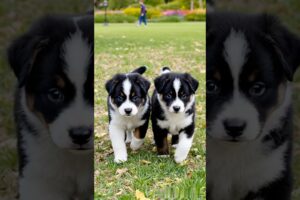 cute puppies funny moment #puppy #cute #pets #animals #funny #dog