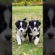 cute puppies funny moment #puppy #cute #pets #animals #funny #dog