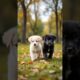 cute puppies funny video #pets #cute #puppy #cutedog #dog #animals #shorts