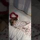 cute puppies #puppies #dogshorts #doglove #puppy