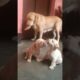 🐕🐕😍🤩🥰🤗cute puppies #puppy #puppies #cuteanimals #youtubeshorts #cutedog
