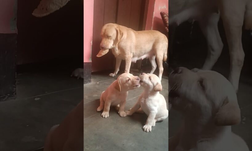 🐕🐕😍🤩🥰🤗cute puppies #puppy #puppies #cuteanimals #youtubeshorts #cutedog
