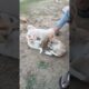 cute puppies ❤️ puppy #puppy #dog #viral  #viralvideo