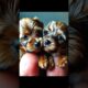 cute puppies #sorts #shorts #kidsvideo #dog #animals