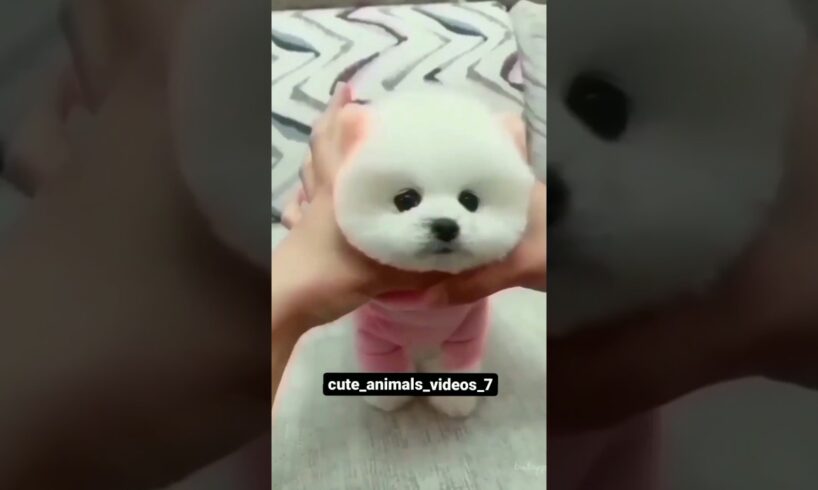 cute puppies 🥰🥰🥰#trending #videos #shorts