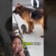 cute puppies#pets#animals