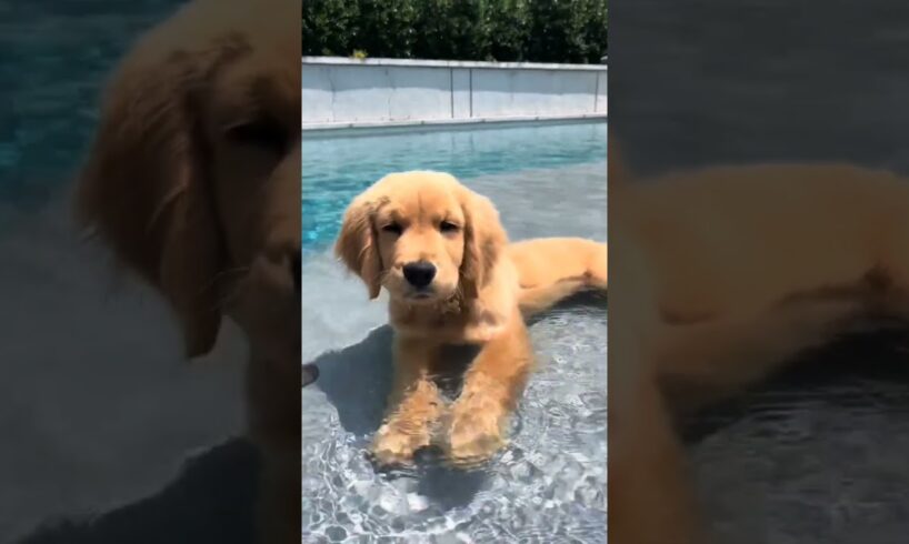 cute puppies🐕🐶😍#puppuccino #cute #animallife #trending #foryou