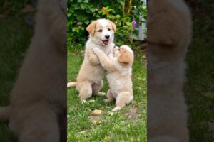 cute puppy adorable video #puppy #cute #pets #dog #animals #funny