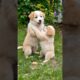 cute puppy adorable video #puppy #cute #pets #dog #animals #funny