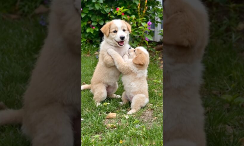 cute puppy adorable video #puppy #cute #pets #dog #animals #funny