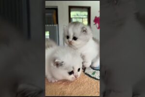 cute small cat puppy play. #animals #animal #cat #cute