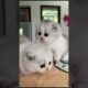 cute small cat puppy play. #animals #animal #cat #cute