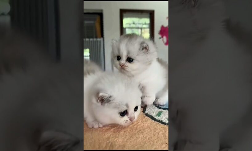 cute small cat puppy play. #animals #animal #cat #cute
