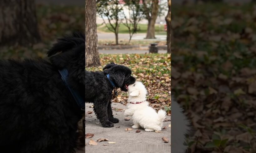 cutest puppies adorable video #cute #funny #pets #puppy #cutedog #dog #puppylove #shorts