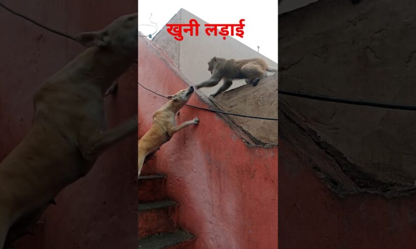 dog and monkey fight 🐕‍🦺😭🤣#fight #viralshort