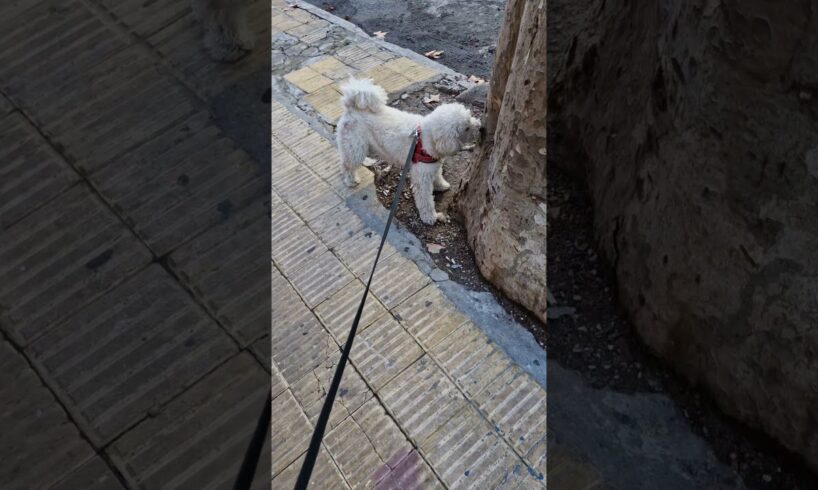 #dog #dogs #animals #viral #pets #puppy #cooper #pets #cute #cutedog #foryou #tiktok #tiktokviral