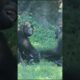 gorilla fun playing 😆 #gorillatag #金剛猩猩 #台北市立動物園 #zoo #animals