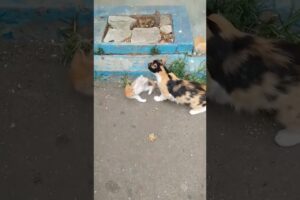 kittens play with thier mom #cat #petlover #kittenslovers #beautifulcat #shortvideo