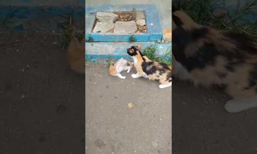 kittens play with thier mom #cat #petlover #kittenslovers #beautifulcat #shortvideo