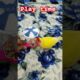 lovebird's playing  time#shorts #viral #lovebirds #parrot #birdlovers #cute #animals
