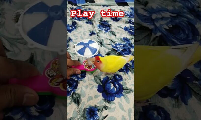 lovebird's playing  time#shorts #viral #lovebirds #parrot #birdlovers #cute #animals