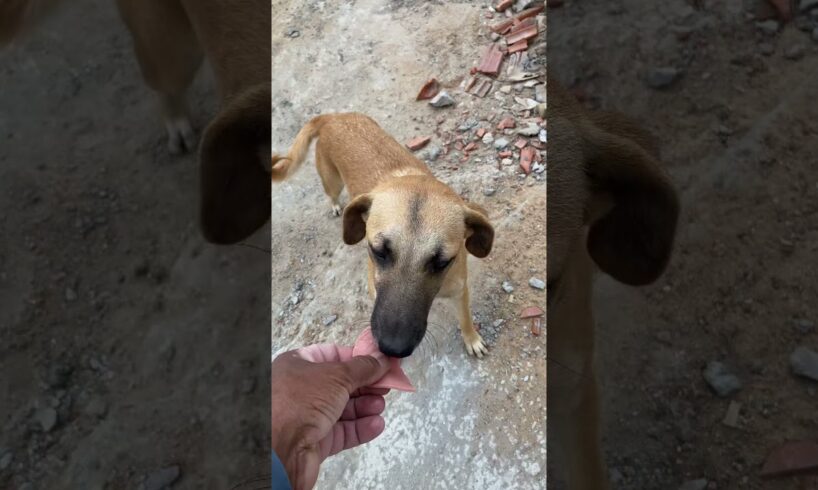 #modapet #pets #animal #petsfofinhos #funny #fofurinhasdali #cachorrosdivertidos #cute #cachorro