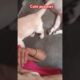 mother's love cute puppies #puppy #puppies #cuteanimals #youtubeshorts #cutedog 🐕😍🤩🥰🤗