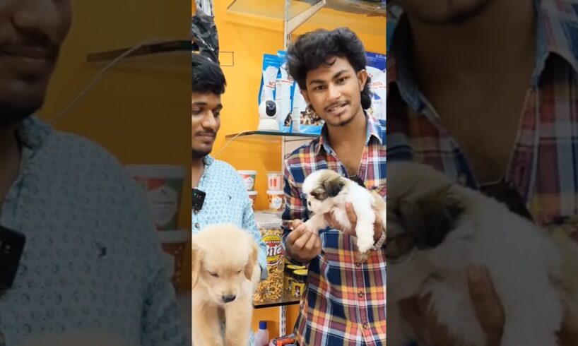 p-4 Best cute puppies golden retriever & Sitzu 🥰 #petshop #telugu