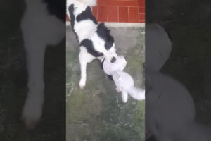 playing snoopy #animals #pets #petdog