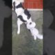 playing snoopy #animals #pets #petdog