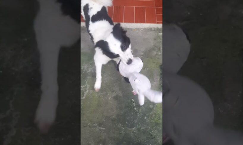 playing snoopy #animals #pets #petdog