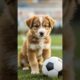 puppy playing football #puppy #cute #pets #funny #dog #puppydog