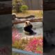 unbelievable animal moments #usa #short