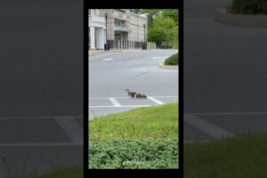 woman saves ducklings from danger 🐤💛  #wholesome #animal #animalrescue