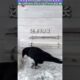 आखिरकार कौवे ने अंडा निकाला कैसे? #animal #animalrescue #animallover #rescue #crow