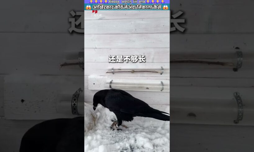 आखिरकार कौवे ने अंडा निकाला कैसे? #animal #animalrescue #animallover #rescue #crow