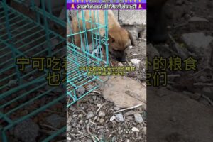 आदमी ने बच्चों की जिंदगी सँवार दी #animal #animalrescue #animallover #rescue #dog