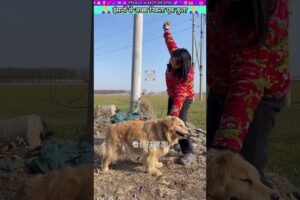 इंसानों से अच्छा निकला एक कुत्ता #animal #animalrescue #animallover #rescue #dog