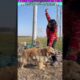 इंसानों से अच्छा निकला एक कुत्ता #animal #animalrescue #animallover #rescue #dog
