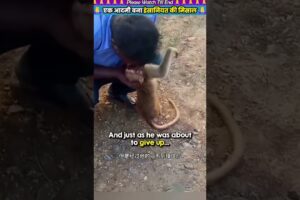 एक आदमी बना इंसानियत की मिसाल 🙏 #animal #animalrescue #animallover #rescue #monkeys